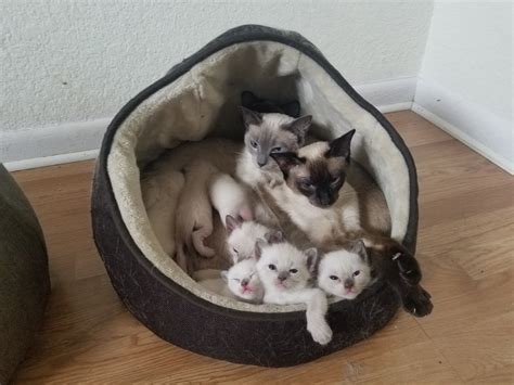 Buy siamese cats from mr n mrs pet the online pet shop. Siamese Cats For Sale | Winter Park, FL #189477 | Petzlover