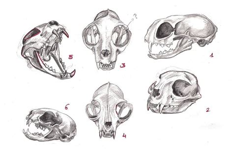 Check spelling or type a new query. drawing_exercise_10__cat_skull_by_hederahiberna | Cat skull, Skull drawing, Drawing exercises