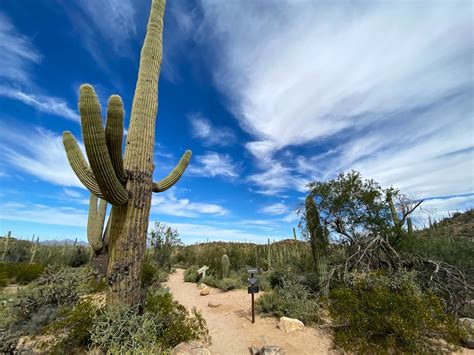 13 Fascinating Saguaro Cactus Facts Uponarriving