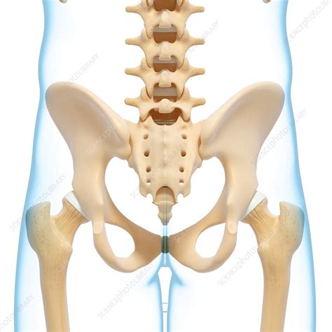 Together, they form the part of the pelvis called the pelvic girdle. Human pelvic bones, artwork - Stock Image - F007/3557 ...