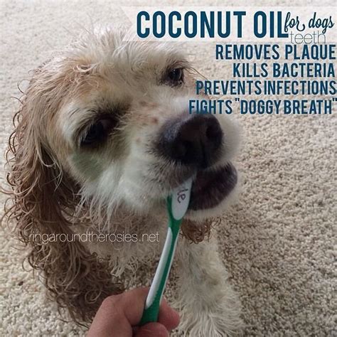 Teeth Cleaning With Coconut Oil Dog Teeth Coconut Oil For Dogs Dogs