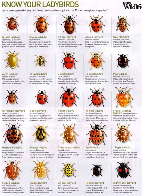 Ladybugs Bbc Wildlife Know Your 🐞 Insects Bugs And Insects Ladybird