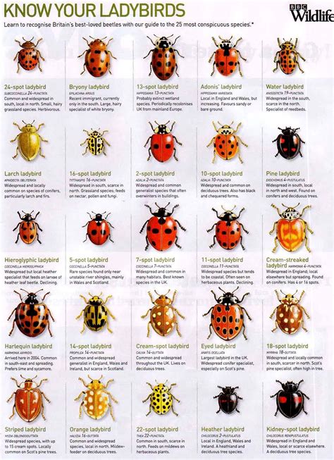 ladybugs bbc wildlife know your 🐞 insects ladybird bugs and insects