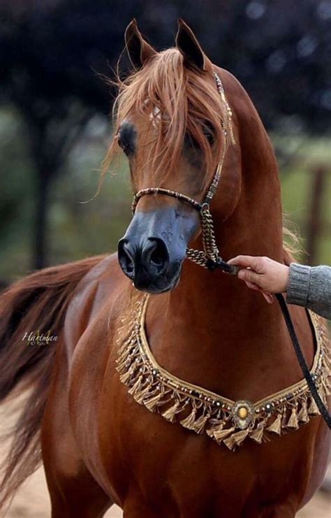We did not find results for: Animals and pets Arabian horses Arabian-horses Equestrian ...