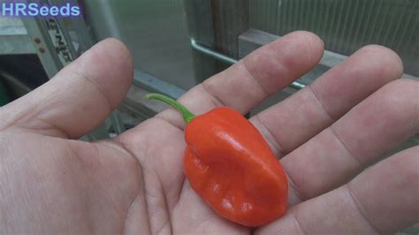 If difficult to locate, substitute with red bell pepper. Aji Dulce #2 Pepper | Capsicum chinense | Pod Review - YouTube