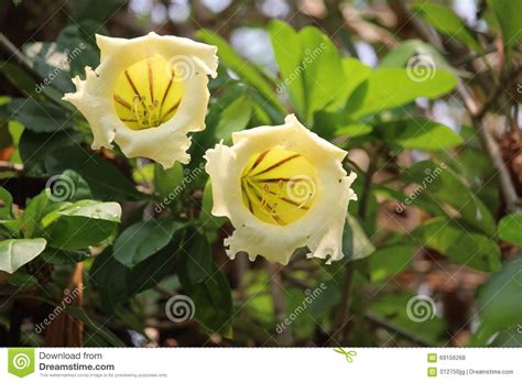 First of all, notice that forsythia are shrubs, and a thicket of. Large Yellow And White Tubular Flowers On Tree At ...