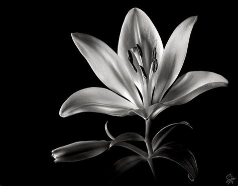 Close up view of white lily flowers. "Tiger Lily In Black and White" by Endre | Redbubble