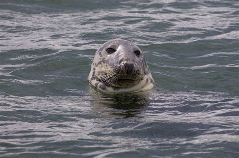 Seals On Cape Cod Are More Than Just Shark Bait Earthwhile