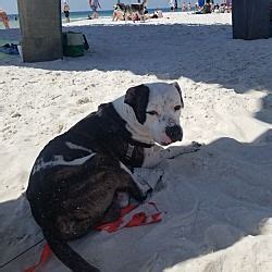 If you are unable to find your bulldog puppy in our puppy for sale or dog for sale sections, please consider looking thru thousands of bulldog dogs for adoption. Panama City, FL - American Bulldog. Meet Spock a Pet for ...