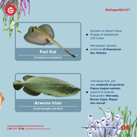 Jenisjenis Ikan Yang Dilindungi Di Indonesia Bagian Infografik Gnfi