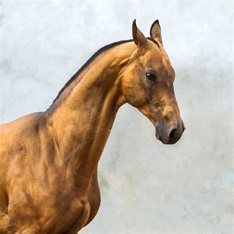 Golden Bay Akhal Teke Horse Stallion On The Grey Wall Background