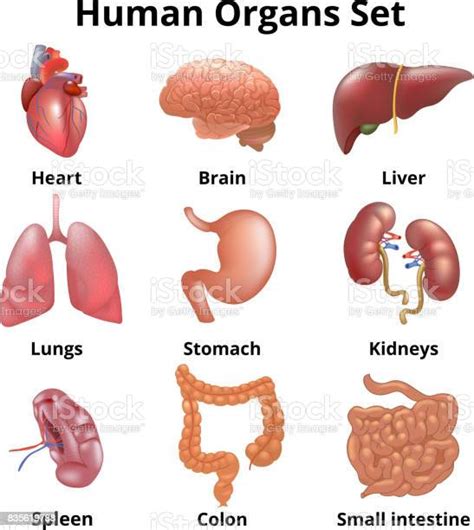 Realistic Human Organs Set Anatomy Stock Illustration Download Image