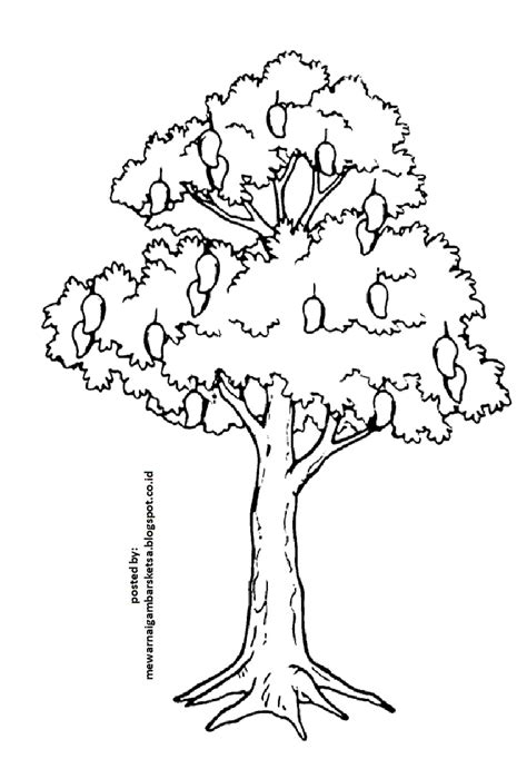 Gambar 15 Materi Mewarnai Gambar Pohon Unik Warnagambar Sketsa Di