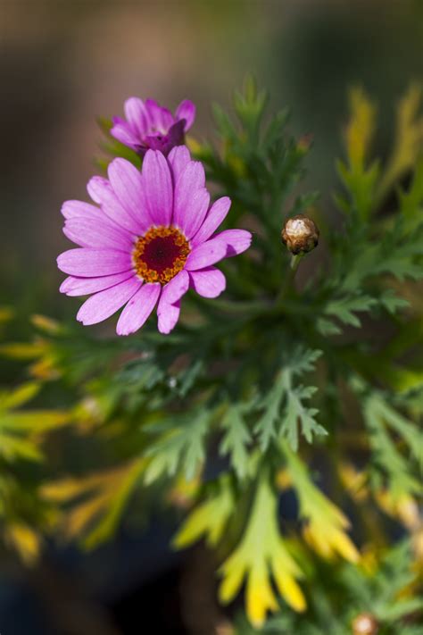 Images Gratuites La Photographie Violet Pétale Botanique Rose