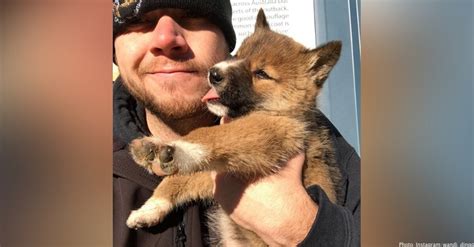 Rescuers Discover Lovable Stray Is Actually A Purebred Dingo Puppy