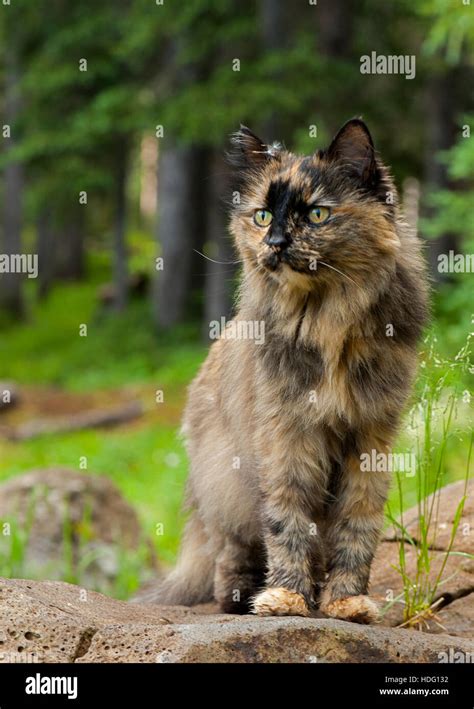 A Tortoiseshell Cat In A Forest Stock Photo Alamy