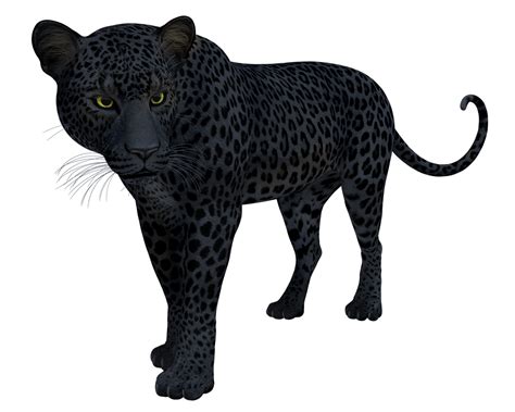Preto Pantera Leopardo Imagens Grátis No Pixabay Pixabay