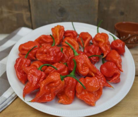 Best Quality Scorpion Peppers South Africa Price Supplier Food