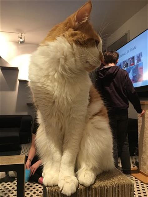 Coffee and pastries are made and sold at a separate storefront to meet health code regulations. Koneko Cat Cafe (New York City): Top Tips Before You Go ...