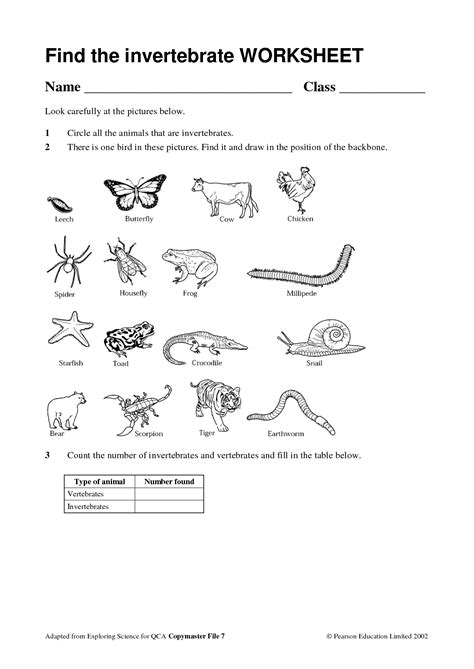 Types Invertebrate Animals Worksheet Lectoescritura Fichas Tarea De