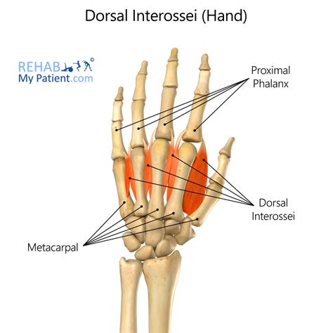 Dorsal Hand Ligaments