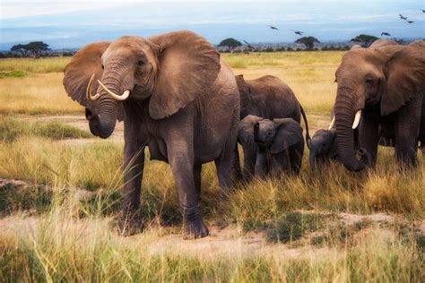 African Bush Elephants Amboseli National Park A Photo On Flickriver