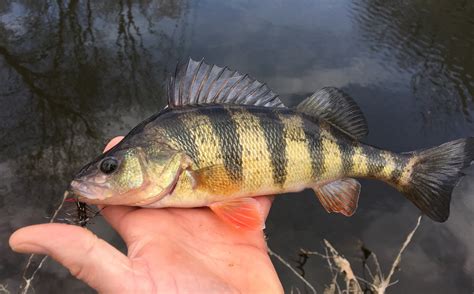 Maryland Biodiversity Project - Yellow Perch (Perca flavescens)