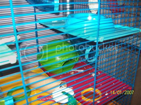 My New Hamster Cage Extension Hamster Central