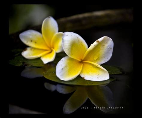 Terbaru 30 Gambar Kelopak Bunga Kamboja Gambar Bunga Indah