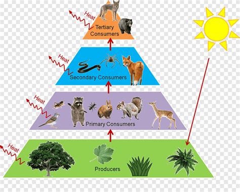 Food Chain Illustration Trophic Level Food Web Food Chain Ecological