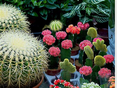 Free Images Nature Cactus White Flower Food Produce Botany