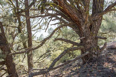 Singleleaf Pinyon Pine Los Padres Forestwatch