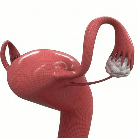 Female Reproductive System Section 3d Model Cgtrader