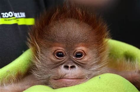 Cutest Baby Orangutan Ever Wins Hearts At Berlin Zoo