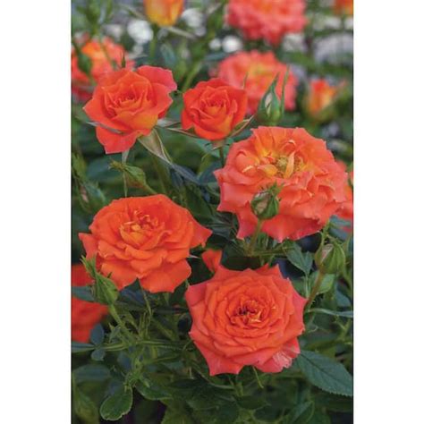 Sunblaze Bareroot Sunblaze Mandarin Mini Rose Bush With Orange Flowers