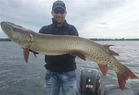 Very vicious, and has caused serious injuries to potential fishers. 50.75 inch muskie on lake x in city x Minnesota on 07/04 ...