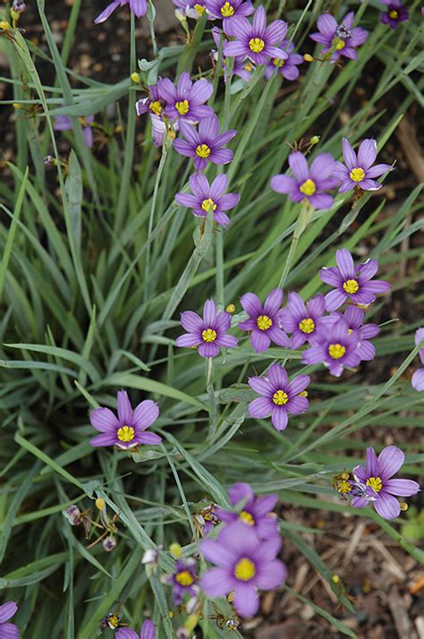 Lucerne Blue Eyed Grass Sisyrinchium Angustifolium Lucerne In