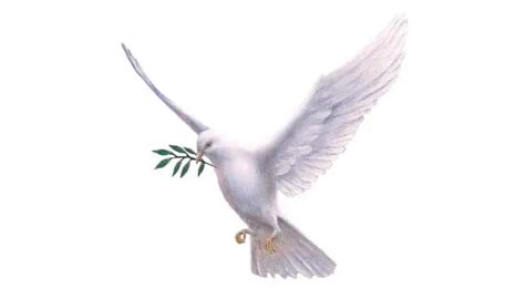 Dove With Olive Branch Meaning And Symbolism Pigeonpedia