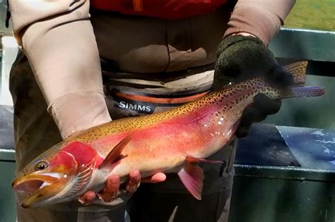 Can A Disease Resistant Species Of Rainbow Trout Replenish Its Nearly