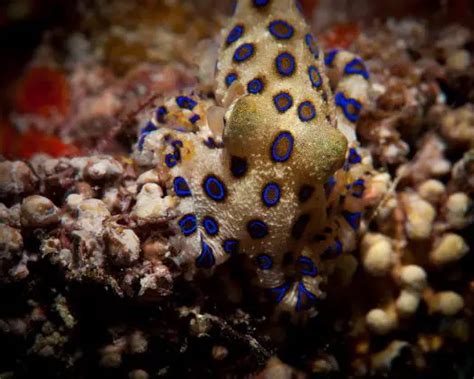 Blue Ringed Octopus Facts Facts About Blue Ringed Octopuses