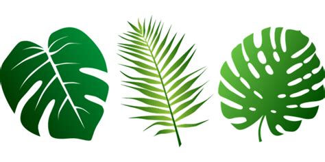 Download High Quality Leaves Clipart Jungle Transparent Png Images