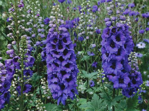 Take a look at the best seasonal blooms of the. Plants that bloom in august