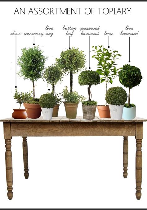 Some Common Types Of Indoor Topiary Elizabeth Grace Gardens