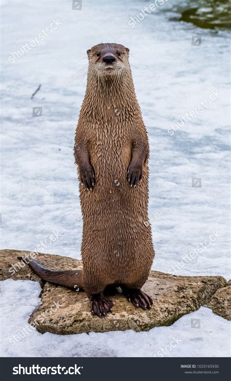 1771 Otters Standing Images Stock Photos And Vectors Shutterstock