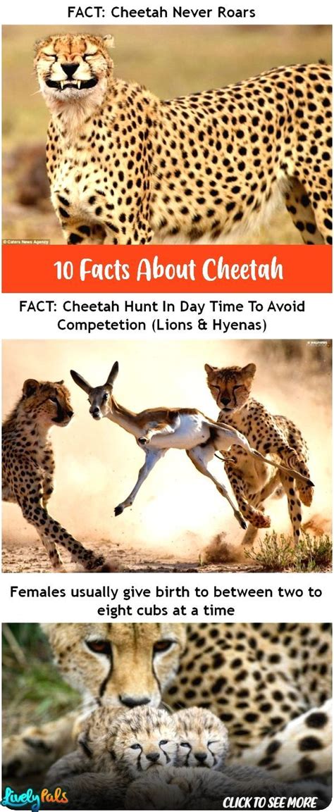 Fishes were there even before the dinosaurs. These 10 Fun Facts About Cheetah Are Actually Amazing And Interesting As Well #Fun #facts # ...