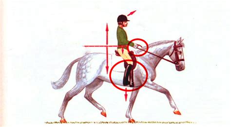Basic Horseback Riding Commands Horseback Riding Information And Facts
