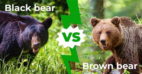 Black Bear Vs Brown Bear Who Would Win In A Fight Az Animals