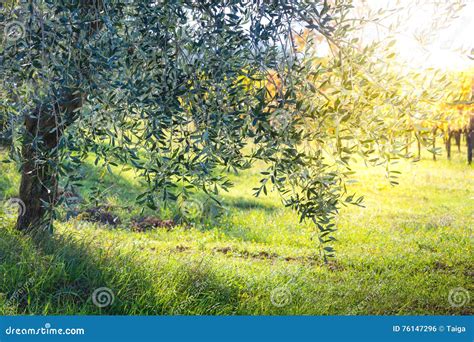 Beautiful Sunrise Landscape Of Olive Trees Plantation Stock Photo