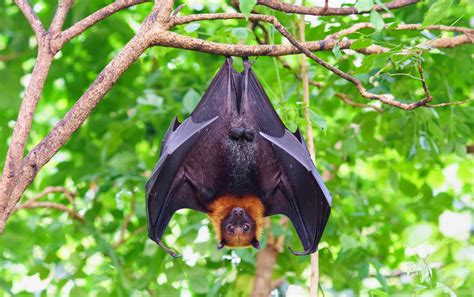 Invasive Plants Threaten The Survival Of Flying Foxes •