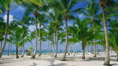 Palm Trees On The Beach In Punta Cana Dominican Republic Bing Wallpaper